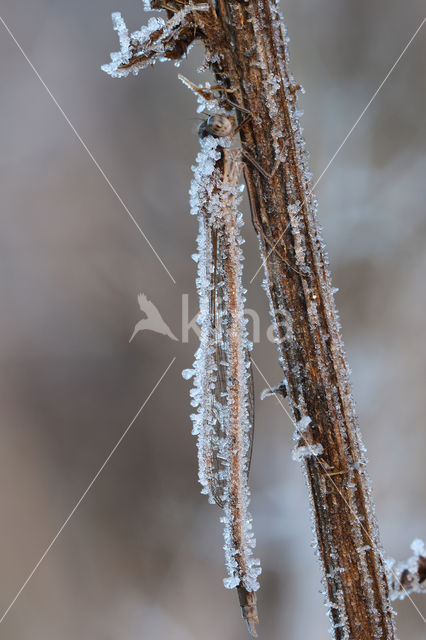 Brown Emerald Damselfly (Sympecma fusca)