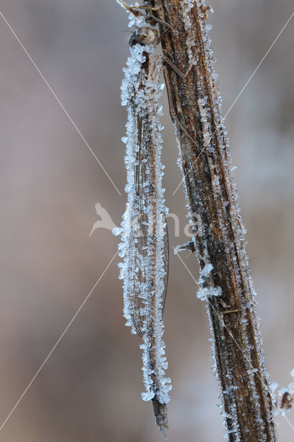 Bruine winterjuffer (Sympecma fusca)