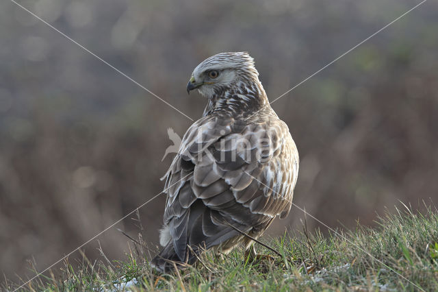 Ruigpootbuizerd (Buteo lagopus)