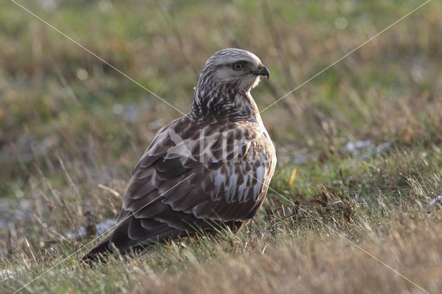 Ruigpootbuizerd (Buteo lagopus)