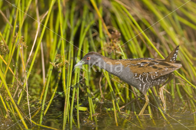 Kleinst Waterhoen (Porzana pusilla)