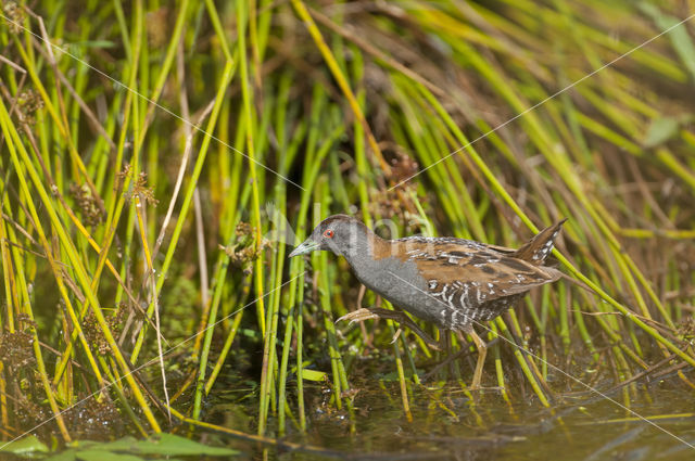 Kleinst Waterhoen (Porzana pusilla)