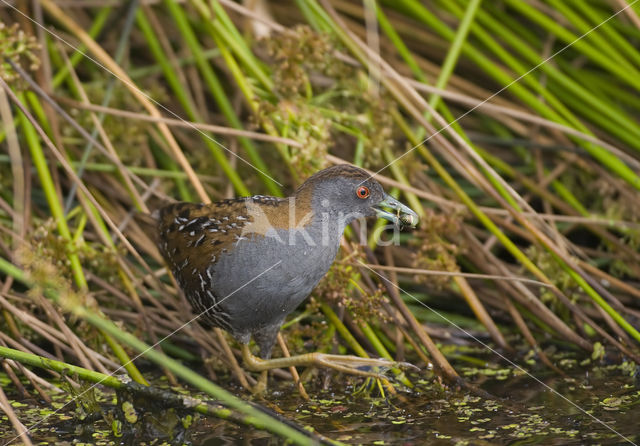 Kleinst Waterhoen (Porzana pusilla)