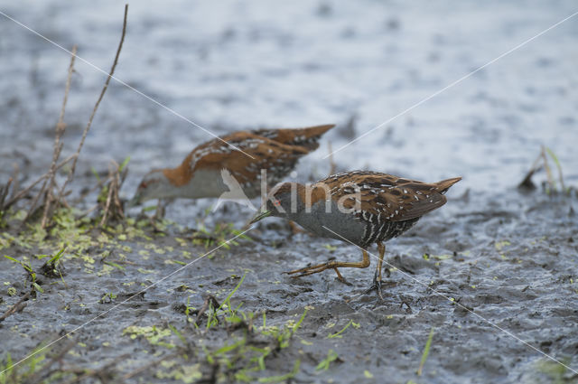 Kleinst Waterhoen (Porzana pusilla)