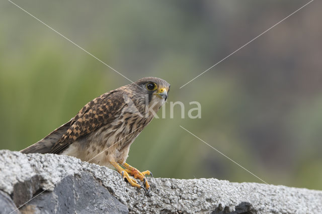 Canarische torenvalk (Falco canariensis)