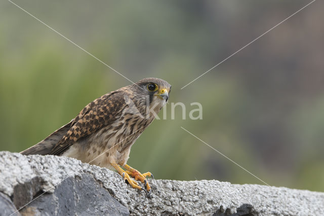 Canarien kestrel (Falco canariensis)