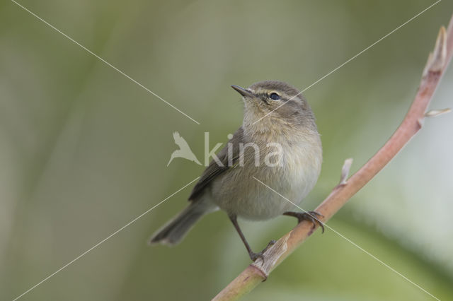 Canary Island chiffchaff (Phylloscopus canariensis)