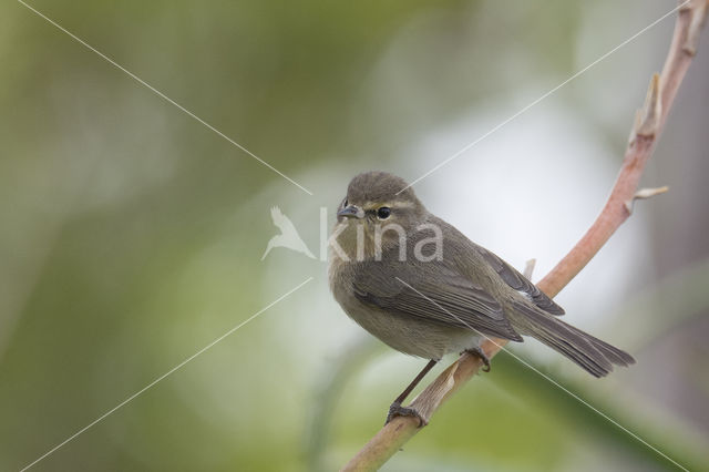 Canary Island chiffchaff (Phylloscopus canariensis)