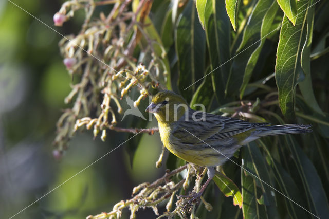 Island Canary (Serinus canaria)