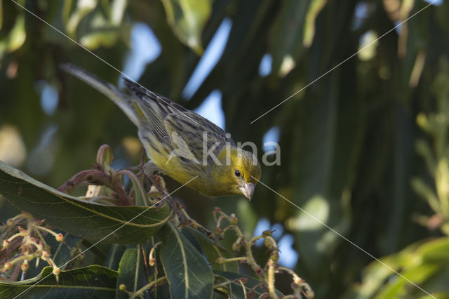 Island Canary (Serinus canaria)