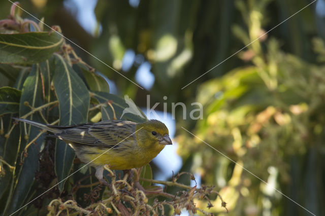 Island Canary (Serinus canaria)