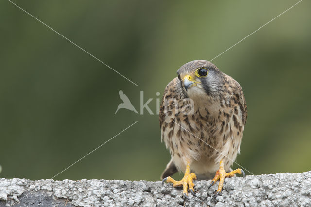 Canarien kestrel (Falco canariensis)