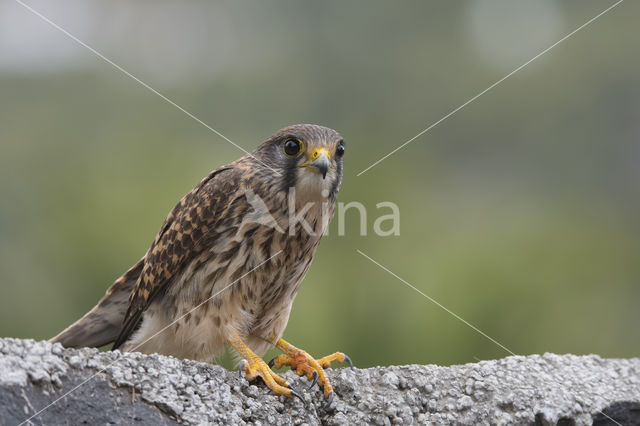 Canarien kestrel (Falco canariensis)