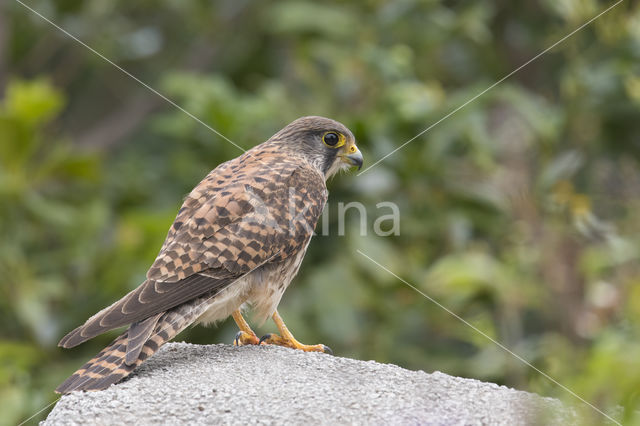 Canarische torenvalk (Falco canariensis)