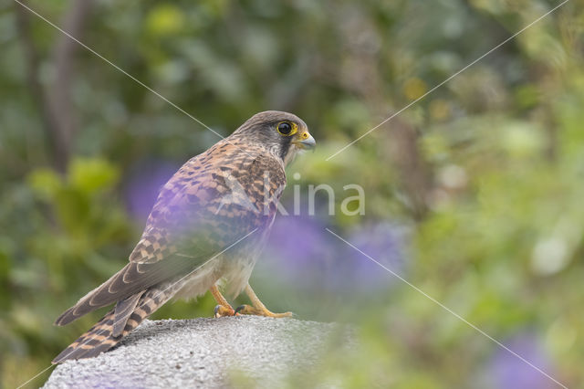 Canarien kestrel (Falco canariensis)