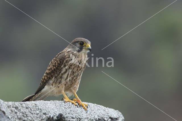Canarien kestrel (Falco canariensis)