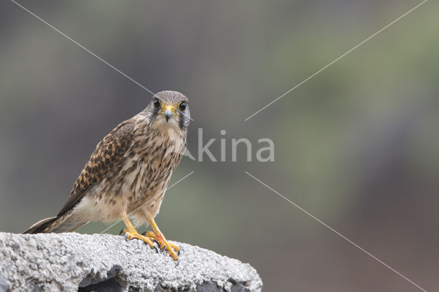 Canarien kestrel (Falco canariensis)