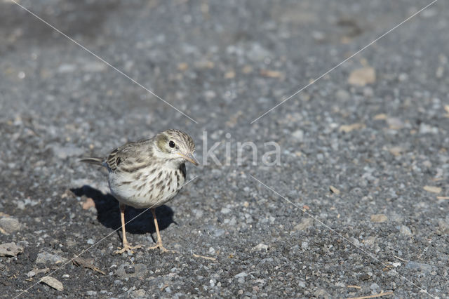 Berthelot's Pipit (Anthus berthelotii)