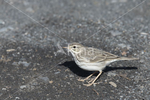 Berthelot's Pipit (Anthus berthelotii)