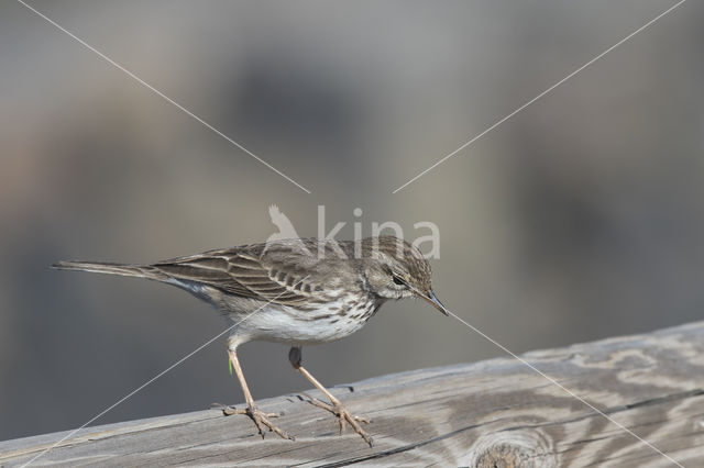 Berthelot's Pipit (Anthus berthelotii)