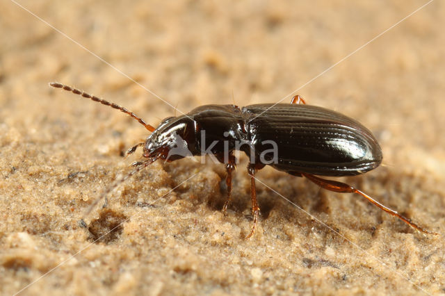 Bembidion obtusum