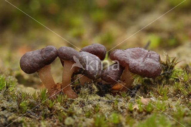 Gesteeld veenknoopje (Sarcoleotia platypus)