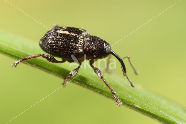 Curculio crux