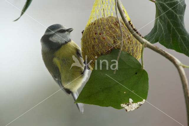 Blue Tit (Parus caeruleus)