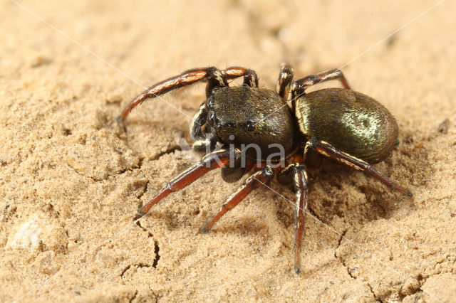 Moeras-blinker (Heliophanus auratus)