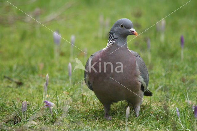 Houtduif (Columba palumbus)