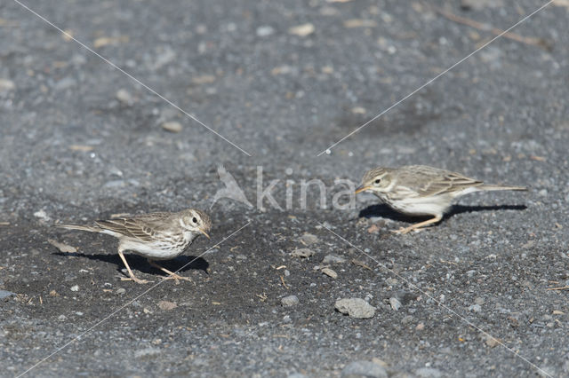 Berthelot's Pipit (Anthus berthelotii)