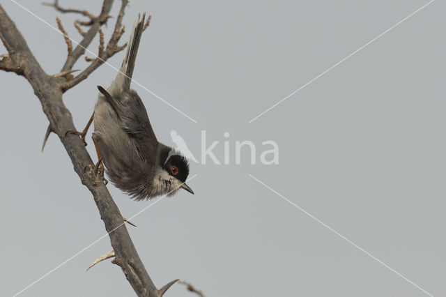 Sardinian Warbler (Sylvia melanocephala)