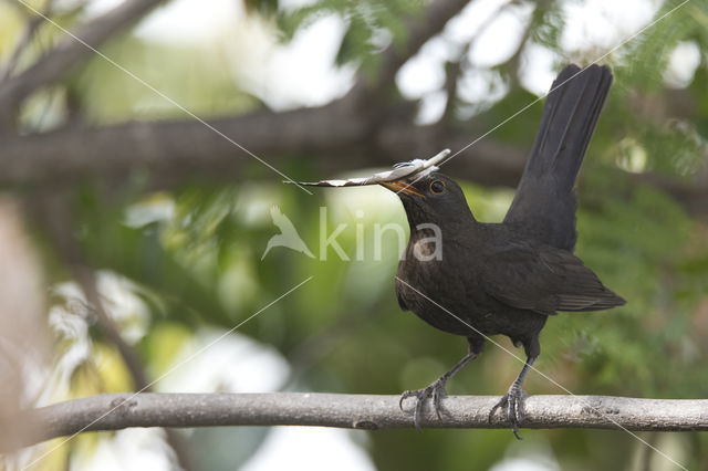 Eurasian Blackbird (Turdus merula)