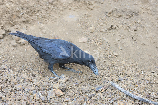 Raaf (Corvus corax)