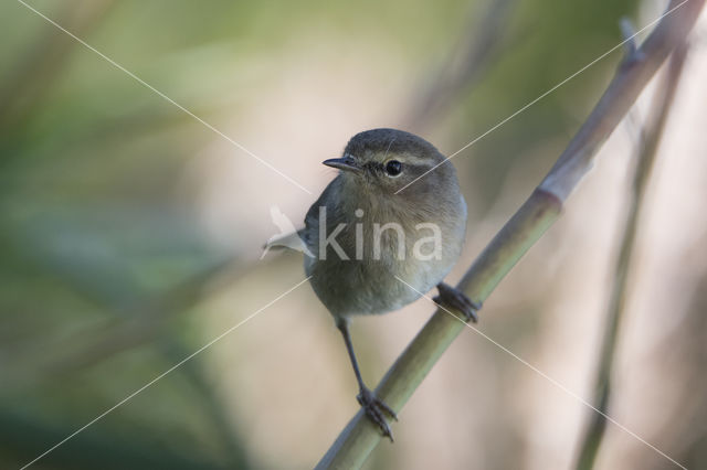 Canary Island chiffchaff (Phylloscopus canariensis)