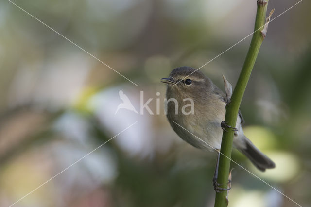 Canary Island chiffchaff (Phylloscopus canariensis)