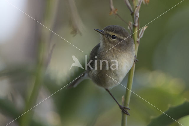 Canary Island chiffchaff (Phylloscopus canariensis)