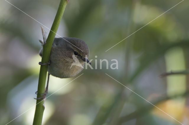 Canary Island chiffchaff (Phylloscopus canariensis)