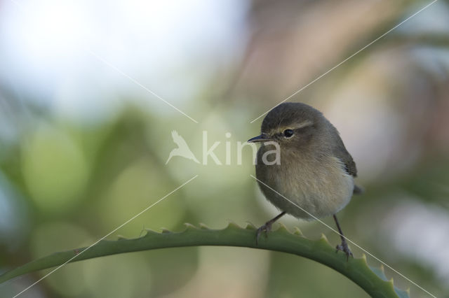 Canary Island chiffchaff (Phylloscopus canariensis)