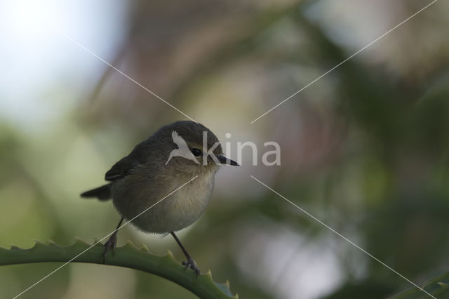 Canary Island chiffchaff (Phylloscopus canariensis)