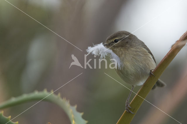 Canary Island chiffchaff (Phylloscopus canariensis)