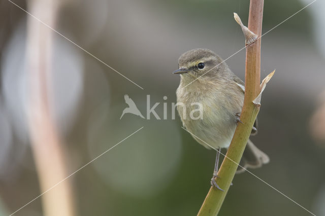 Canary Island chiffchaff (Phylloscopus canariensis)