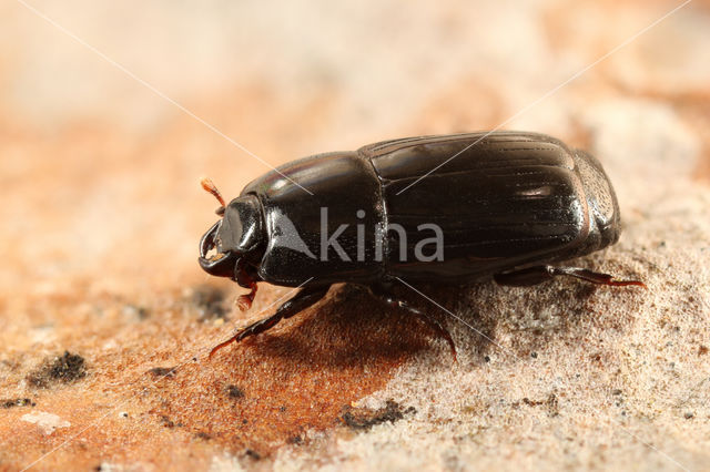 Platysoma elongatum