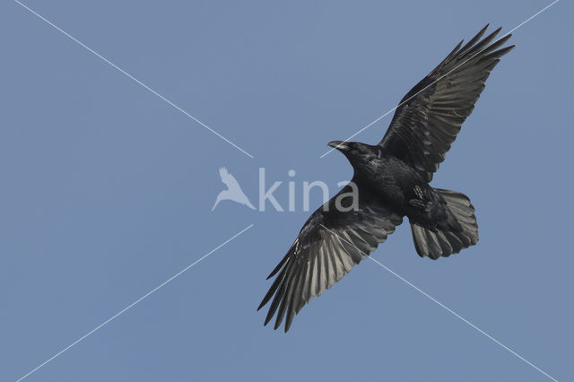 Raaf (Corvus corax)