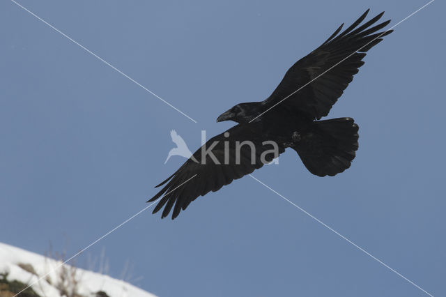 Raaf (Corvus corax)