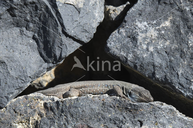 Western Canaries Lizard (Gallotia galloti)