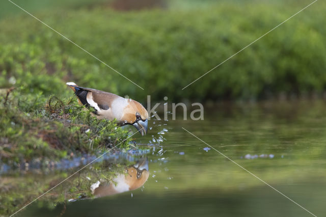 Hawfinch (Coccothraustes coccothraustes)