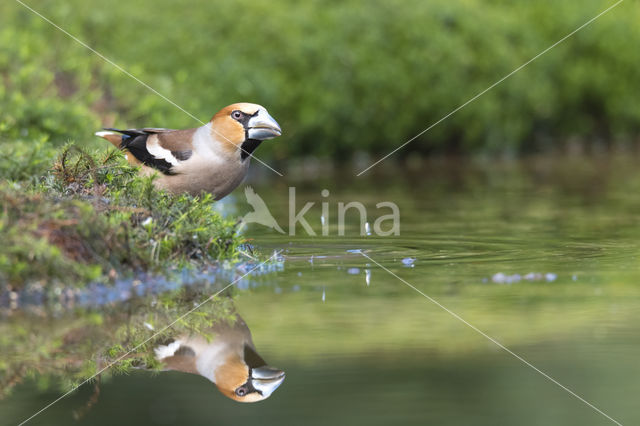 Hawfinch (Coccothraustes coccothraustes)