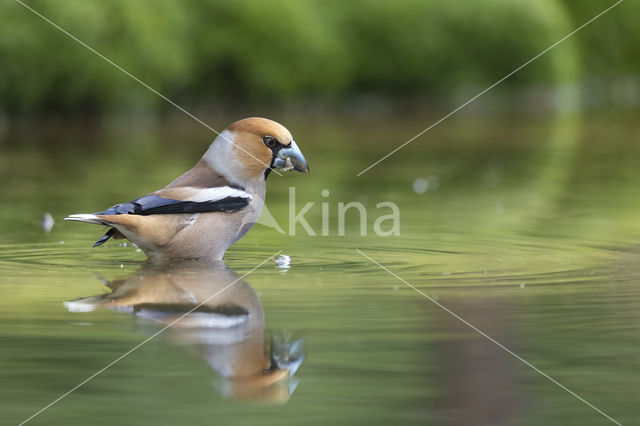 Appelvink (Coccothraustes coccothraustes)