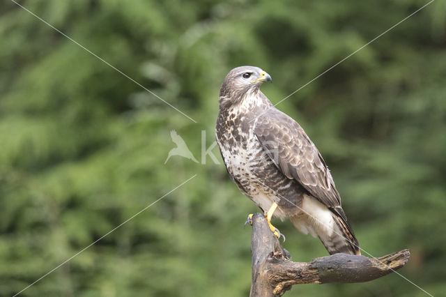 Common Buzzard (Buteo buteo)